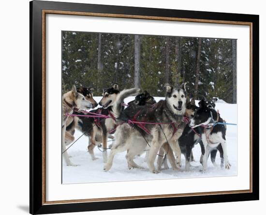 Dog Sledding Team During Snowfall, Continental Divide, Near Dubois, Wyoming, United States of Ameri-Kimberly Walker-Framed Photographic Print