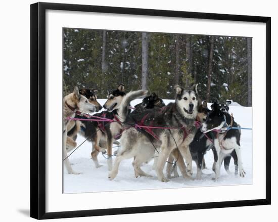 Dog Sledding Team During Snowfall, Continental Divide, Near Dubois, Wyoming, United States of Ameri-Kimberly Walker-Framed Photographic Print