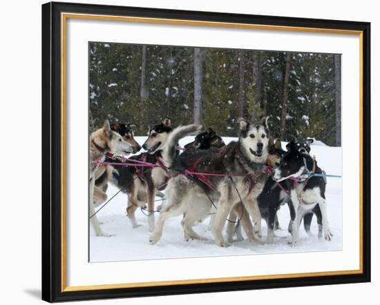 Dog Sledding Team During Snowfall, Continental Divide, Near Dubois, Wyoming, United States of Ameri-Kimberly Walker-Framed Photographic Print