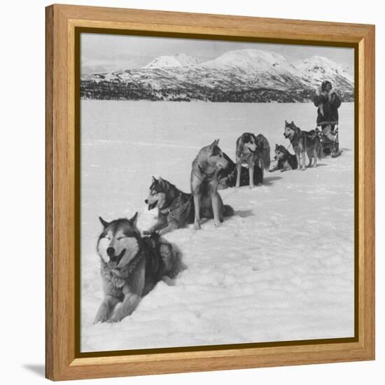 Dog Sledding Team-Nat Farbman-Framed Premier Image Canvas