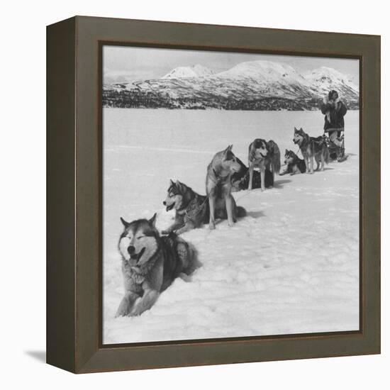 Dog Sledding Team-Nat Farbman-Framed Premier Image Canvas