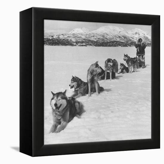 Dog Sledding Team-Nat Farbman-Framed Premier Image Canvas