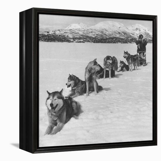 Dog Sledding Team-Nat Farbman-Framed Premier Image Canvas