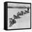 Dog Sledding Team-Nat Farbman-Framed Premier Image Canvas