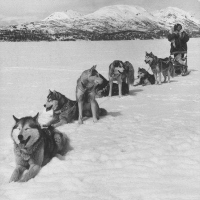 husky sled team
