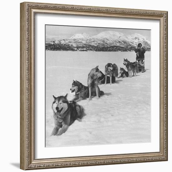 Dog Sledding Team-Nat Farbman-Framed Photographic Print