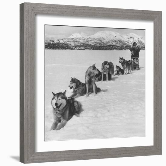 Dog Sledding Team-Nat Farbman-Framed Photographic Print