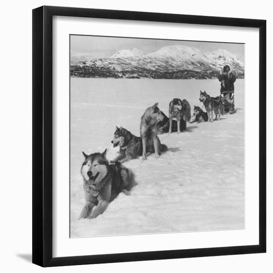 Dog Sledding Team-Nat Farbman-Framed Photographic Print