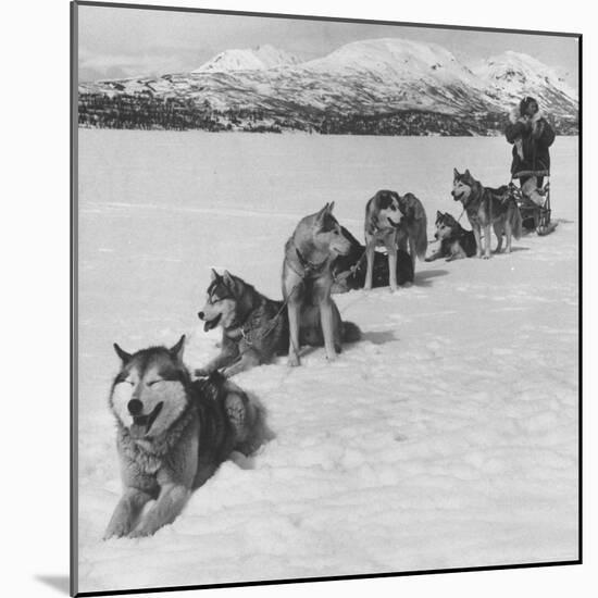 Dog Sledding Team-Nat Farbman-Mounted Photographic Print