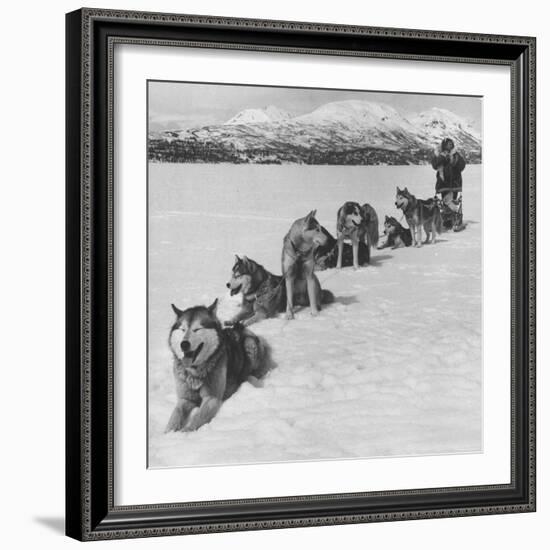 Dog Sledding Team-Nat Farbman-Framed Photographic Print