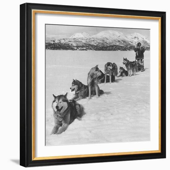 Dog Sledding Team-Nat Farbman-Framed Photographic Print