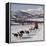 Dog Sledding With Huskies, Tromso Wilderness Centre, Norway, Scandinavia, Europe-null-Framed Premier Image Canvas