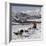 Dog Sledding With Huskies, Tromso Wilderness Centre, Norway, Scandinavia, Europe-null-Framed Photographic Print