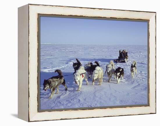 Dog Sledding-null-Framed Premier Image Canvas