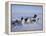 Dog Sledding-null-Framed Premier Image Canvas