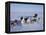 Dog Sledding-null-Framed Premier Image Canvas