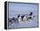 Dog Sledding-null-Framed Premier Image Canvas