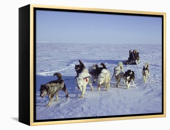 Dog Sledding-null-Framed Premier Image Canvas