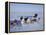 Dog Sledding-null-Framed Premier Image Canvas