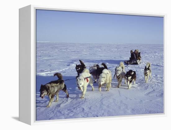 Dog Sledding-null-Framed Premier Image Canvas