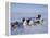 Dog Sledding-null-Framed Premier Image Canvas