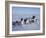 Dog Sledding-null-Framed Photographic Print