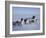 Dog Sledding-null-Framed Photographic Print