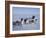 Dog Sledding-null-Framed Photographic Print