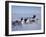 Dog Sledding-null-Framed Photographic Print