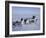 Dog Sledding-null-Framed Photographic Print