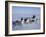 Dog Sledding-null-Framed Photographic Print