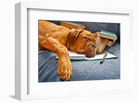 Dog Sleeping In Her Notebook After Studying-vitalytitov-Framed Photographic Print