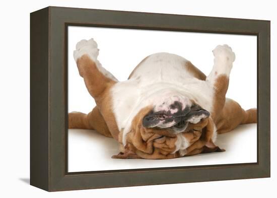 Dog Sleeping Upside Down Isolated On White Background - English Bulldog-Willee Cole-Framed Premier Image Canvas