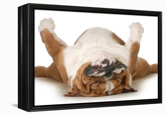 Dog Sleeping Upside Down Isolated On White Background - English Bulldog-Willee Cole-Framed Premier Image Canvas