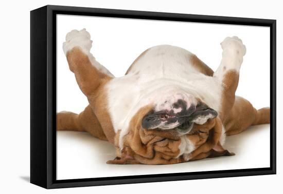 Dog Sleeping Upside Down Isolated On White Background - English Bulldog-Willee Cole-Framed Premier Image Canvas