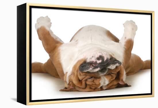 Dog Sleeping Upside Down Isolated On White Background - English Bulldog-Willee Cole-Framed Premier Image Canvas