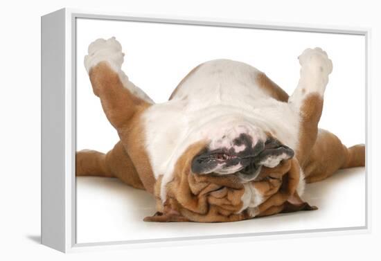 Dog Sleeping Upside Down Isolated On White Background - English Bulldog-Willee Cole-Framed Premier Image Canvas