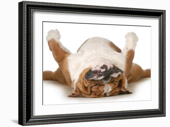 Dog Sleeping Upside Down Isolated On White Background - English Bulldog-Willee Cole-Framed Photographic Print