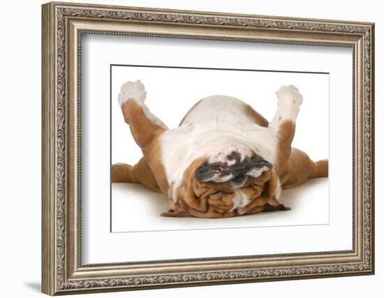 Dog Sleeping Upside Down Isolated On White Background - English Bulldog-Willee Cole-Framed Photographic Print