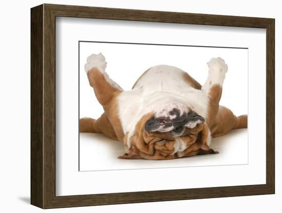 Dog Sleeping Upside Down Isolated On White Background - English Bulldog-Willee Cole-Framed Photographic Print