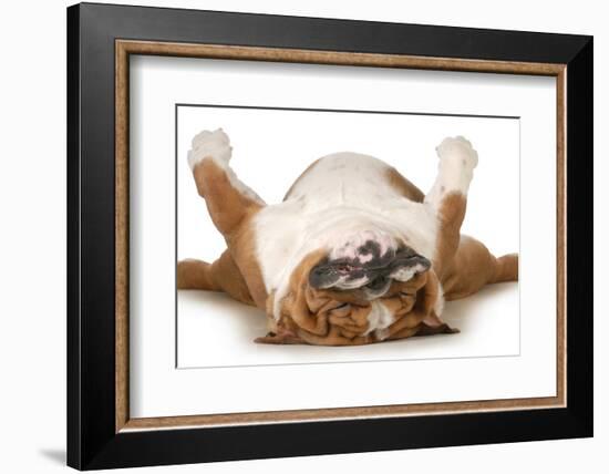 Dog Sleeping Upside Down Isolated On White Background - English Bulldog-Willee Cole-Framed Photographic Print