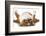 Dog Sleeping Upside Down Isolated On White Background - English Bulldog-Willee Cole-Framed Photographic Print