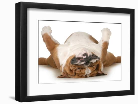 Dog Sleeping Upside Down Isolated On White Background - English Bulldog-Willee Cole-Framed Photographic Print