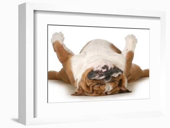 Dog Sleeping Upside Down Isolated On White Background - English Bulldog-Willee Cole-Framed Photographic Print