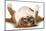 Dog Sleeping Upside Down Isolated On White Background - English Bulldog-Willee Cole-Mounted Photographic Print