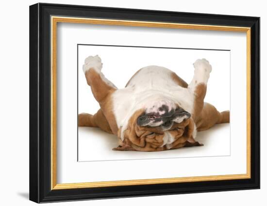 Dog Sleeping Upside Down Isolated On White Background - English Bulldog-Willee Cole-Framed Photographic Print