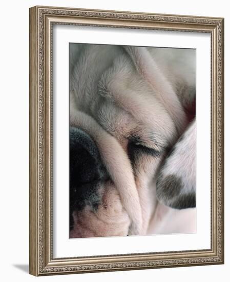 Dog Sleeping-Mitch Diamond-Framed Photographic Print