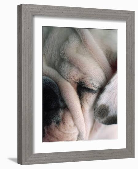 Dog Sleeping-Mitch Diamond-Framed Photographic Print