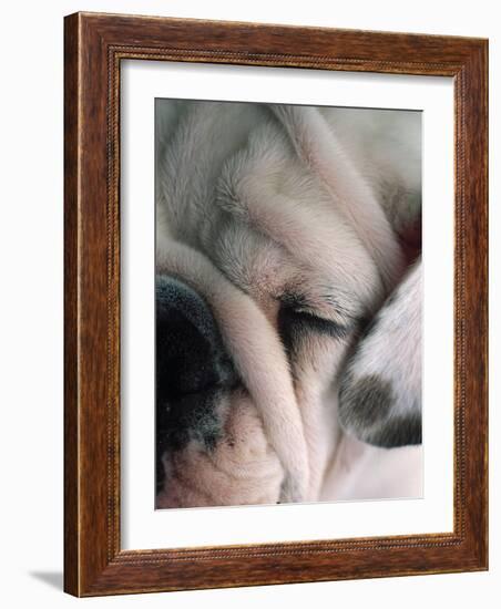 Dog Sleeping-Mitch Diamond-Framed Photographic Print