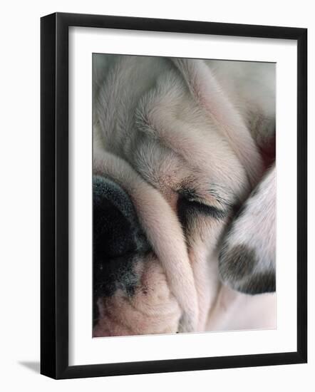 Dog Sleeping-Mitch Diamond-Framed Photographic Print